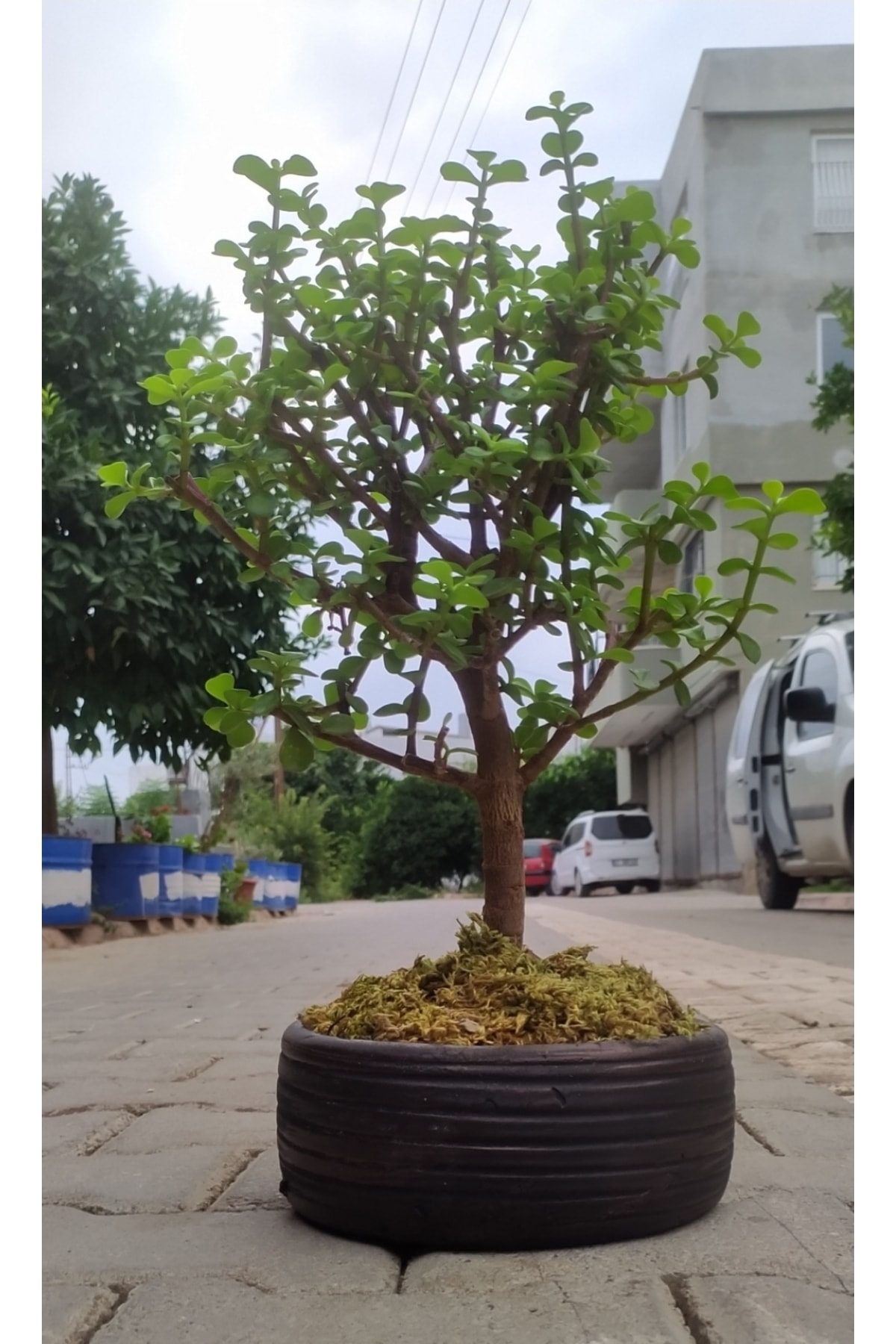 doğagarden Bonsai Para Ağacı - Para Çiçeği - Bereket Ağacı Dekoratif Saksılı